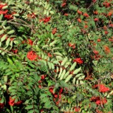 1109F 204 Bahntrasse Radweg